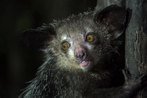  Aye-Aye:  Can This Curious Primate With Its Ever-Growing Teeth Really Solve Problems Like Sherlock Holmes?