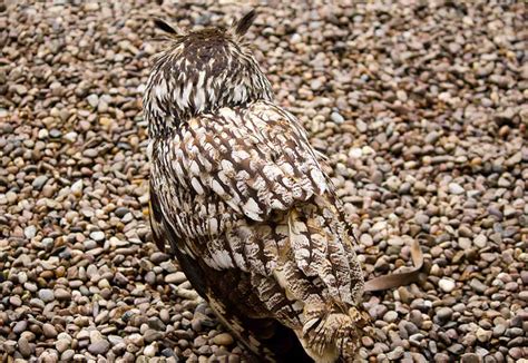  Horseradish! Discover How This Mammal Masters the Art of Camouflage