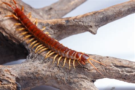  Centipede, Bir Uzman Tarafından İncelenen İlginç Omurgasız!