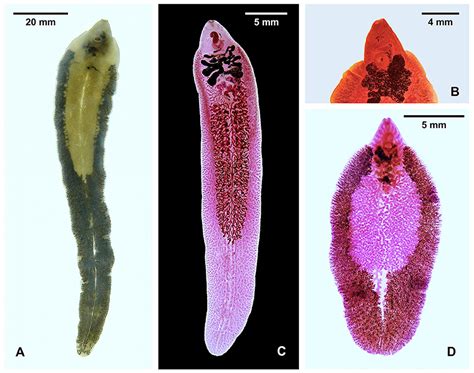  Fasciola Hepatica: Can This Tiny Trematode Mastermind Manipulate Mammalian Minds?