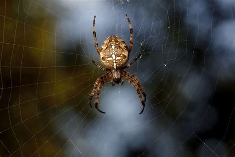  Gardens spider, A Weaver with Eight Legs and a Complex Web Architecture!