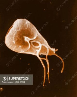  Giardia:  Bir Hücreli Canlı mı, Yoksa Mini Bir Canavarı mı?