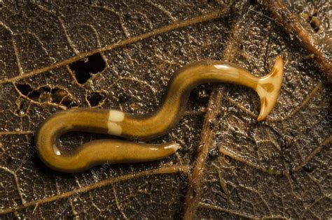  Hammerhead Flatworm: An Underwater Treasure Hunter with Striking Color Patterns!