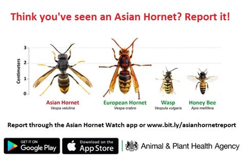  Hornet! The Striped Ruler of the Summer Sky: A Look at Its Fascinating Social Structure and Defense Mechanisms