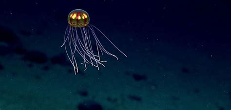  Jellyfish Johnstoni: Exploring The Enigma of A Deep-Sea Drifter With Bioluminescent Brilliance