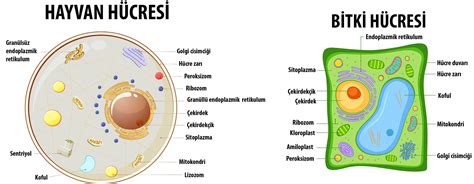  Karyotaenia! Bu Egzotik Tek Hücreli Hayvan Bir Çift Bacaklı ve Simbiyotik Canlı Olmuş Olabilir mi?