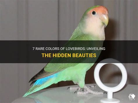  Lovestruck Lovebird! This Feathered Friend Offers Unwavering Loyalty and Striking Beauty