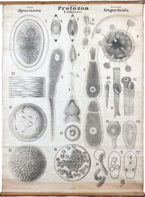  Mikrosporidium! Sporozoyalar Dünyasını Keşfetmeye Hazır Mısınız?