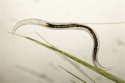 Nematoda! Tiny Terrorists of the Soil: Unveiling the Secret Lives of Roundworms