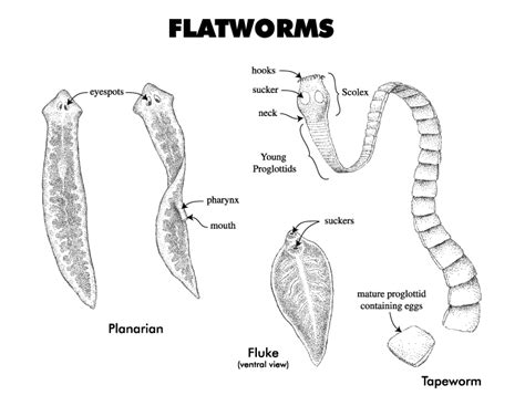  Ornithodiplostomum! Bir Üreme Makinesi Olarak Parazit Bir Solucan