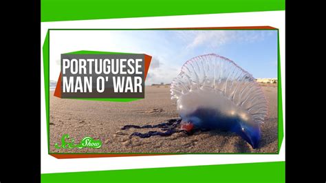  Portugues Man-of-War; Bir Koloni Canlısı Olmanın Gizemini Keşfedin!