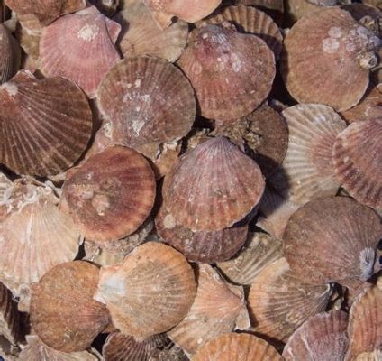  Queen Scallop: Denizlerdeki Lezzetli Kralı mı, Yoksa Kabuklu Bir İmparator mu?