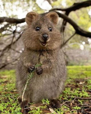 Quokka -  Bu sevimli keseli kanguru, hayata bakış açınızın değişmesine neden olabilecek kadar neşeli ve dost canlısıdır!