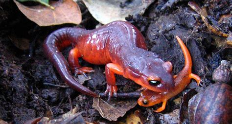  Salamander İle Tanışın! Su İçinde Yaşayan Ama Deri Nefes Alan İlginç Bir Amfibi