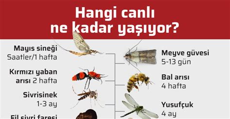 Saltamumuş! Bu Küçük Uçucu Canlı Ne Kadar İlginç Bir Dünyaya Sahip?