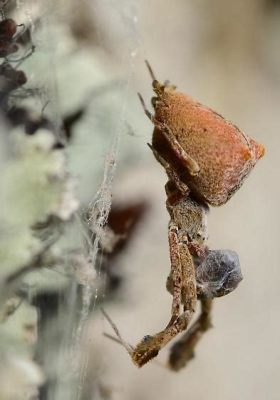  Uloborus - Küçük, Gizli Ve Tehlikeli Bir Araknida!