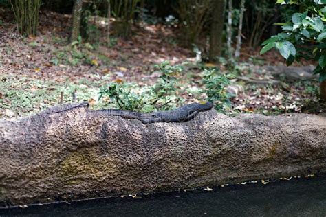  Walls Lizards! Cold-Blooded Masters of Sunbathing and Prey Ambushing