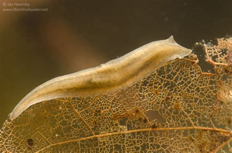  Whitmania!  Discover This Remarkable Flatworm That Thrives In Freshwater Environments