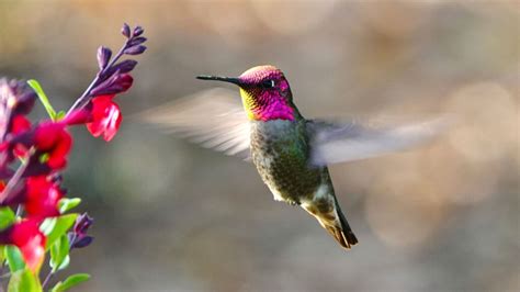  Xantus' Hummingbird: Can This Tiny Aviator with Its Majestic Plumage Conquer the Nectar Highway?