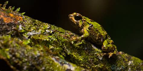  Xenosaurus: Can This Amphibian Master Camouflage and Rock Climbing Techniques Simultaneously?