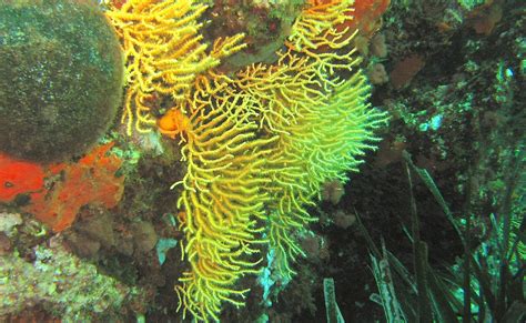 Yellow Gorgonian: Can You Spot This Elegant Colonial Creature Hiding Amongst the Coral Reefs?