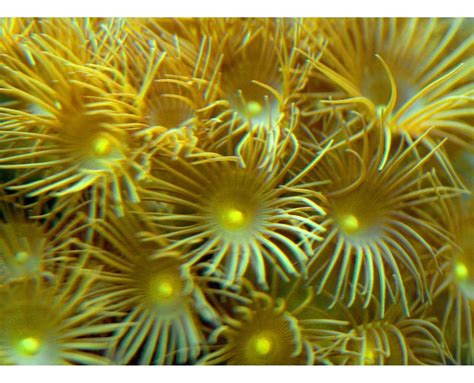  Yellow Polyp:  Discover the Vibrant Underwater World of a Miniature Bloom!